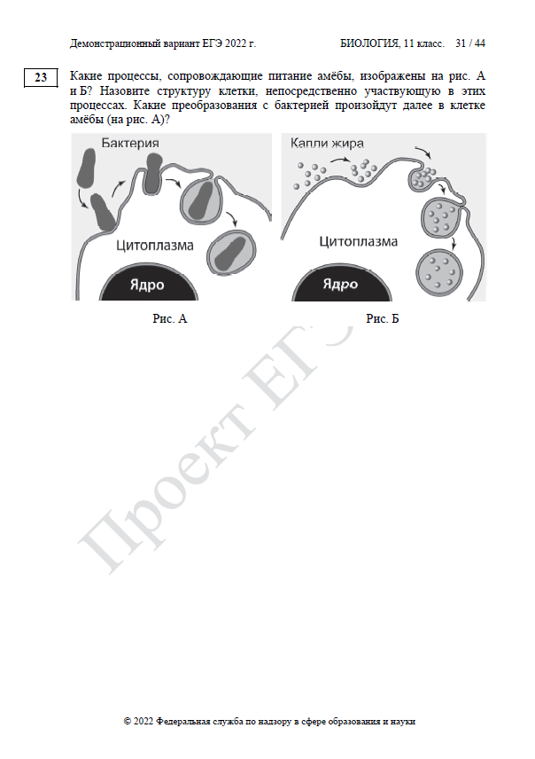 Демоверсия ЕГЭ по биологии 2022